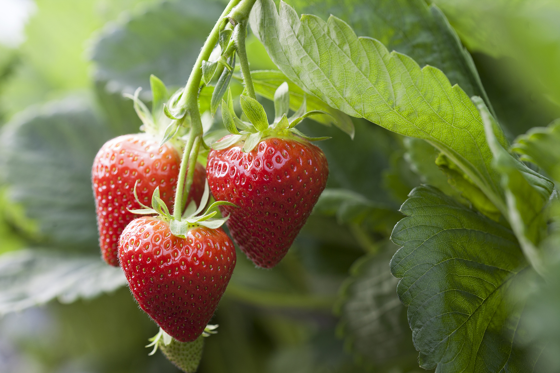 AVA™ Berries to fuel over 35,000 runners at this year’s Edinburgh